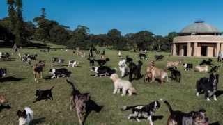 Guess How Many Dogs are in the park?