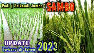 BENIH PADI TERBARU PADI SRIKANDI JUMBO