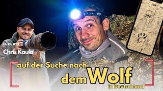 Nach dem Luchs versuchen wir den Wolf