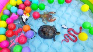 Finding Turtles, Goldfish, Betta Fish, Eels, Penguins, Pufferfish, Koi Fish