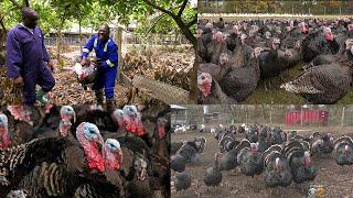 MY TURKEY FARM IS DIFFERENT FROM EVERYONE: ELDER DANIEL MENDS  LEARN HOW TO START TURKEY FARM