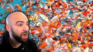 HUGE European FISH FARM, INSANE Amount of Fish!! (Full Exclusive Tour)