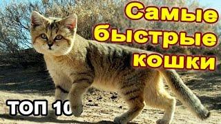 Топ 10 самые быстрые кошки в мире.  Необычные дикие и домашние кошки