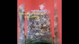 oyster mushroom cultivation on grass substrate