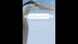 Pashton official search new#islamicvideo #telawat_quran786 #vir #youtub#short