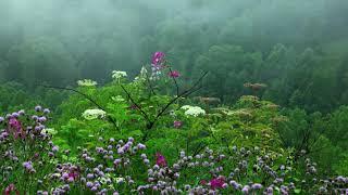 Rain Sounds with Tibetan Singing Bowls and Birds chirping  Sleep Music