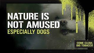 Is Tobacco Bad for the Environment? | Nature Is Not Amused (including dogs)