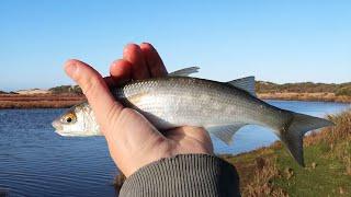 How To Catch Mullet!! (Fishing for Live Baits)