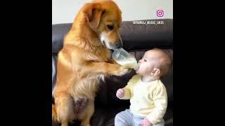 Dog bottle feeding baby. #foryou #fypシ゚viral #doglover #dogshorts #dogsofinstagram #babies #baby