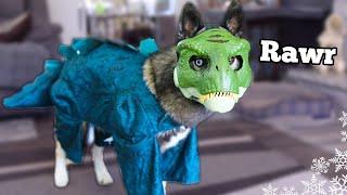 My Dogs Try On Funny Halloween Costumes 