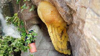 Primitive technology finds giant honey and harvests on high cliffs.