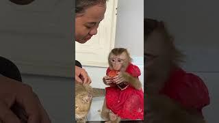 LyLy Monkey and Tommy Cat eat together #shorts #monkey #monkey Lyly #smart monkey #cute #babymonkey#