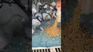 Boost your pigeons’ health the smart way! #pigeon #kalapati #pigeonrace #homingpigeon #pigeonmed