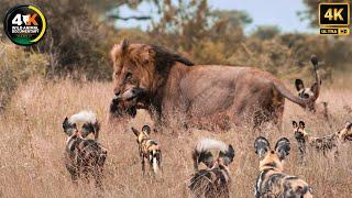 WILD DOGS VS LIONS | Tragic Clash of Predators on the Savannah | Animal documentary #lion