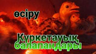 Күрке тауық балапандары шықты қалай асыраймыз