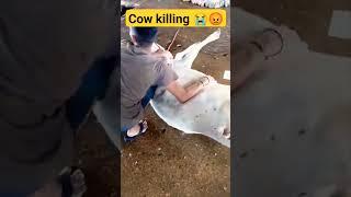 Beauty of Sanatan Dharm || Stop killing cows #cow #sanatandharma #hindu #india #god #love #hinduism