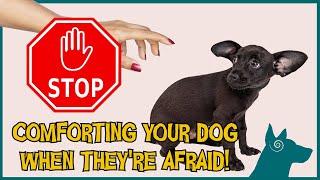 Stop Comforting Your Dog When They're Afraid!