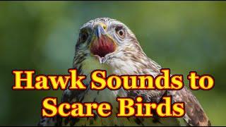 Sounds to scare birds  The sounds of a bird of prey that scare away other birds - 3 hours