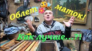  Облет маток КАК ЛУЧШЕ нуклеус или отводок! #пчеловодство1