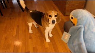 Cute beagle doesn't like talking parrot 