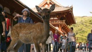 Nara Deer visit the temple - Japan: Earth's Enchanted Islands: Episode 1 Preview - BBC Two