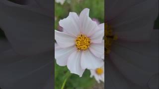 'Versailles Flush' Cosmos bipinnatus #flowers