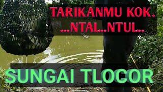 MANCING IKAN NILA DISUNGAI TLOCOR || WISATA BAHARI TLOCOR