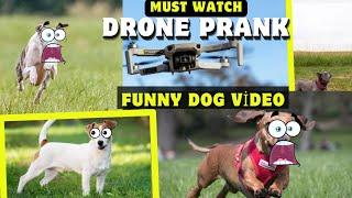 Dog Prank Drone | Funny Reactions 2024!