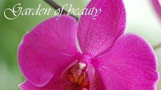 Sleep with garden of beauty Relaxing Music for Relaxation, Meditation, Sleep