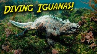 Galapagos Marine Iguanas have a RARE Behavior!