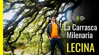  La CARRASCA MILENARIA de Lecina | Una Encina de 1.000 años |  Premio al ÁRBOL EUROPEO del Año