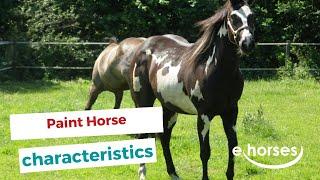 Paint horse | characteristics, origin & disciplines