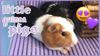 Little guinea pigs|маленькие морские свинки|maziņas jūras cūciņas|СВИНКИ с МОРЯ