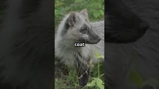 Did you know? | The Arctic Fox can change its fur color? #facts #intrestingfacts #fox #animalfacts