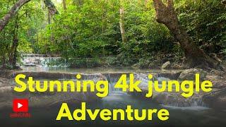 Stunning 4k jungle Adventure//Immersive Wildlife and Lush Greenery