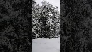 snow fall in himachal ️️️️#kangra #kangravalley #snowfall #kangra