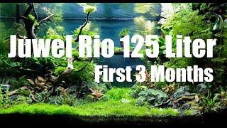 Juwel Rio 125 Liter Aquascape / First 3 Months