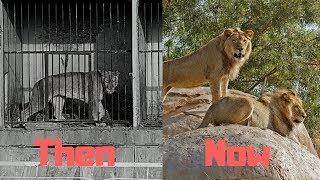 Zoos - Then and Now