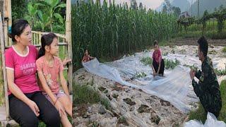 Harvesting luffa to sell, the whole family renovates the watermelon garden to add to their income