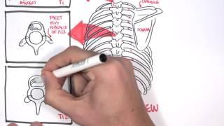 Anatomy Thorax Overview - Ribs, Sternal angle, Pleura and Pneumothorax