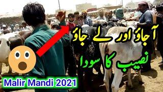 Malir Mandi Mein Hua Naseeb Ka Sauda | Malir Mandi 2021 | Cow Mandi | Cattle Market | Your Choice Pk