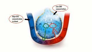 VENTILATION PERFUSION RATIO (V/Q) EXPLAINED!  Breathing explained!  Respiratory Physiology!