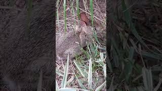 Cute Mouse Eating Grass