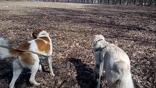 Наши алабаи гуляют в парке #алабаи #САО