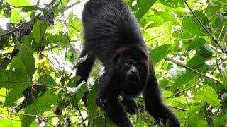 Placencia, Belize