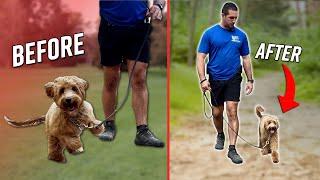 How to Get Your Dog to Walk with a Loose Leash!