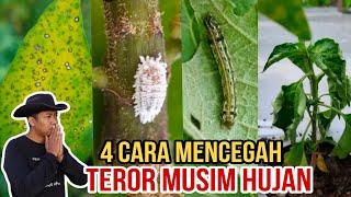 Ulat, Kutu, Belalang dan Jamur Minggat dengan 4 Cara ini !!!