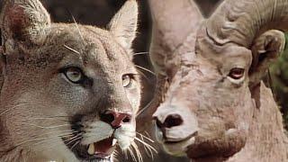 Wild America Specials | The Predators | HD