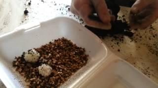 Snail farm breeding.Eggs.Kerry Escargot