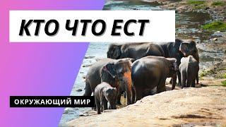 Тема урока: "Кто что ест" Окружающий мир 3 класс